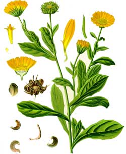 Calendula Botanical Chart
