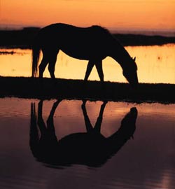 Horse grazing at sunset