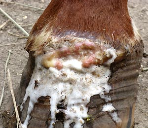 Joy's abscessed hoof