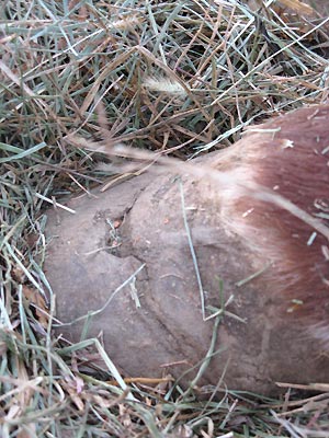 Joy's hoof after it was healed