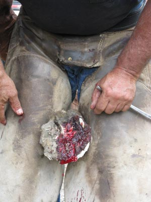 Joy's abscessed hoof before treatment